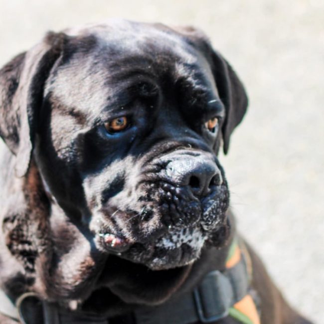 Rider - Chien Cane Corso à adopter