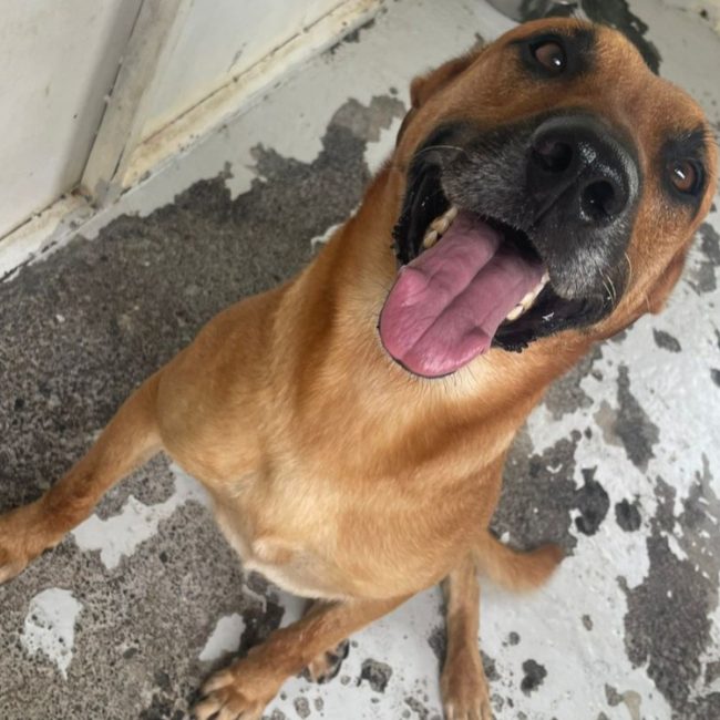 Stark - Chien à adopter