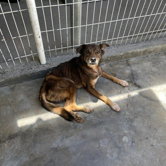 Fox - Chien à adopter
