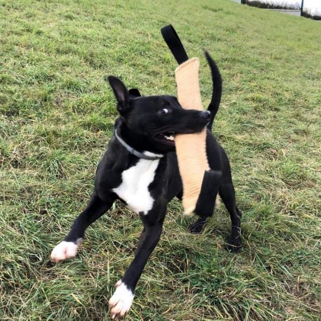Raiden dit rainbow - Chien à adopter