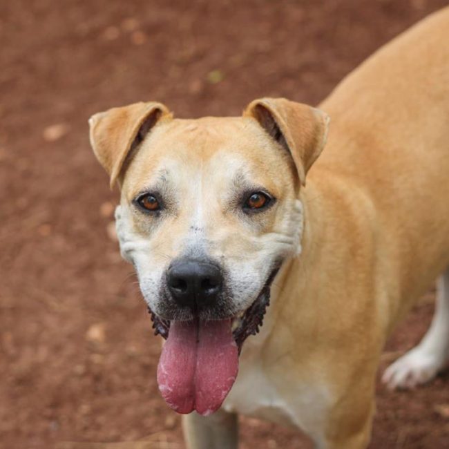 Paulette - Chien à adopter