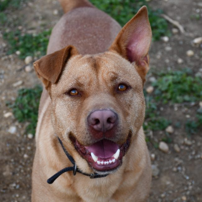 Jack - Chien Bouledogue Américain à adopter