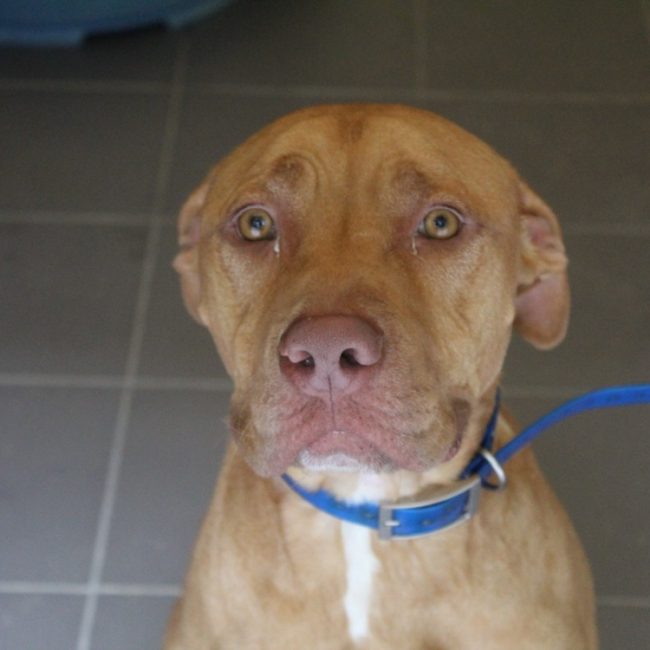 Roucky - Chien à adopter