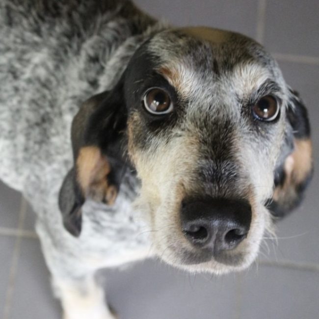 Talia - Chien Grand Gascon saintongeois à adopter