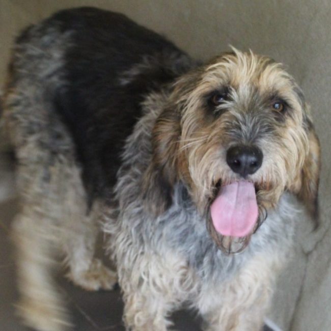 Tempete - Chien Briquet Griffon Vendéen à adopter