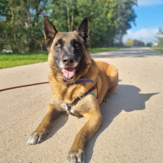 Kaz - Chien Berger Belge Malinois à adopter