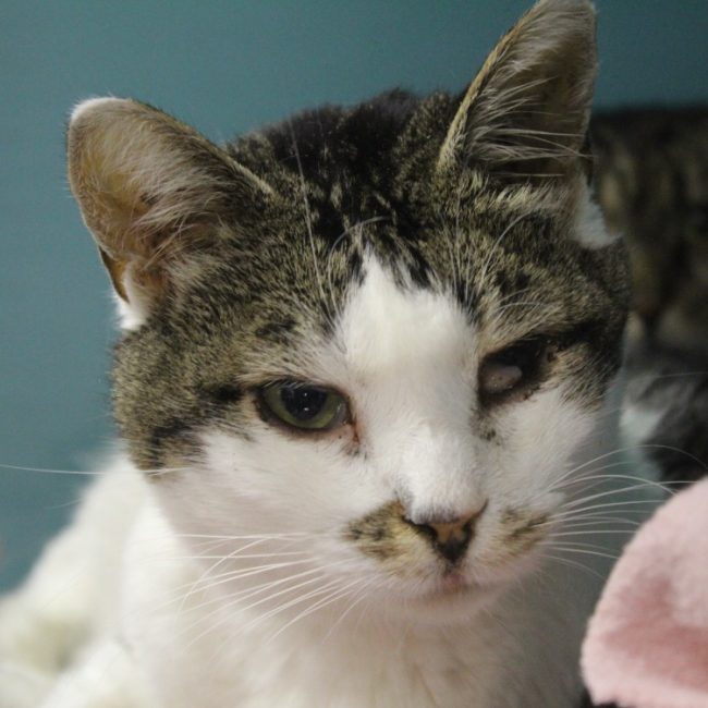 Grisou - Chat Européen à adopter