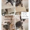 Baloo