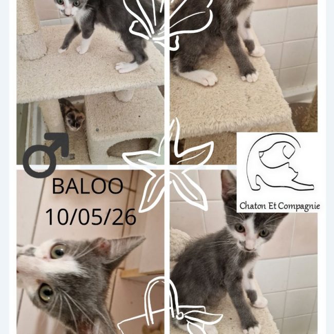 Baloo