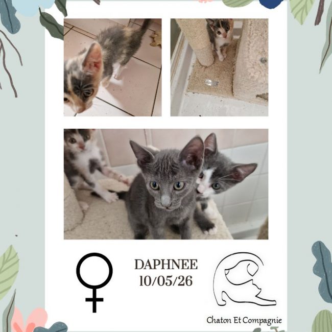 Daphnée - Chat Européen à adopter