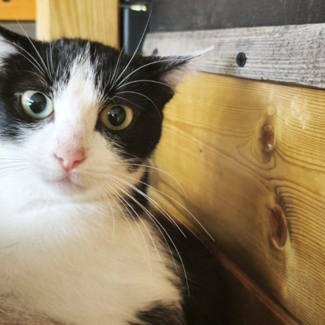 Ecume - Chat à adopter