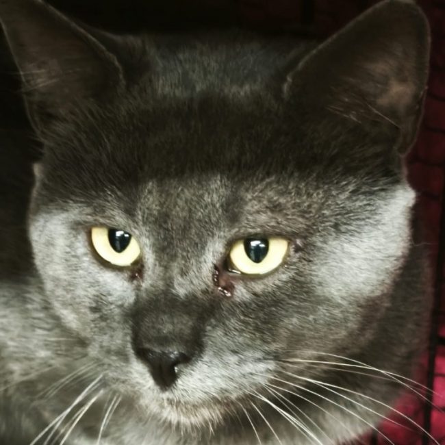 Tougris - Chat à adopter