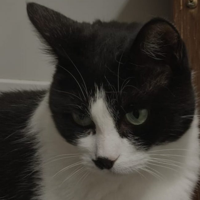 Armani - Chat à adopter