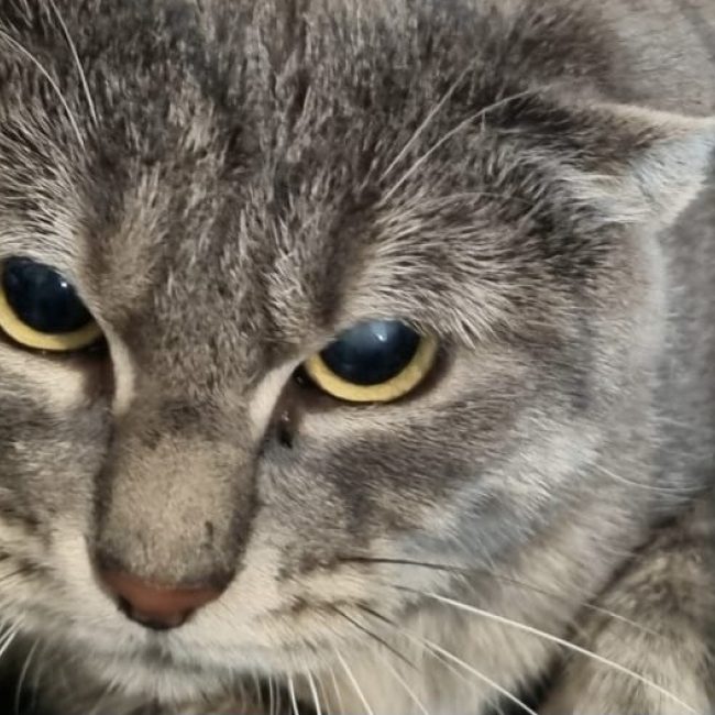 Chataigne - Chat à adopter