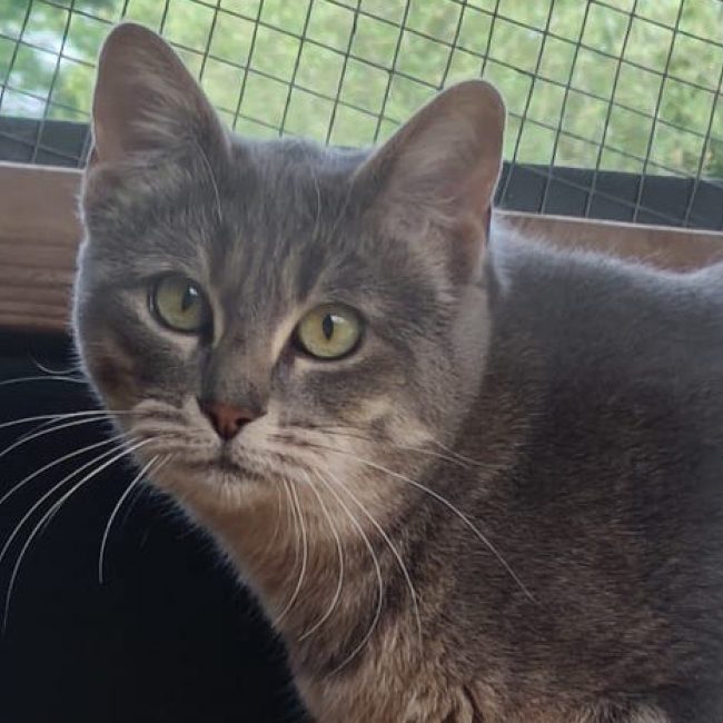Camille - Chat à adopter