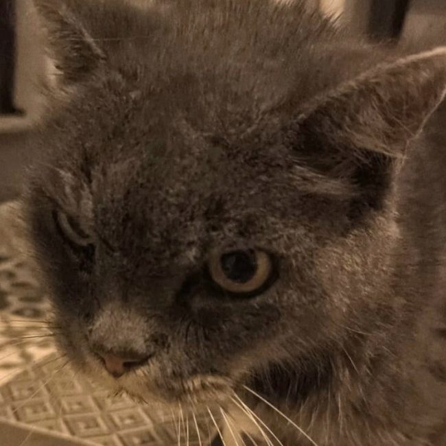 Smothie - Chat à adopter