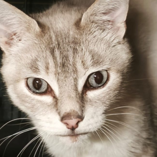 Poupy - Chat à adopter
