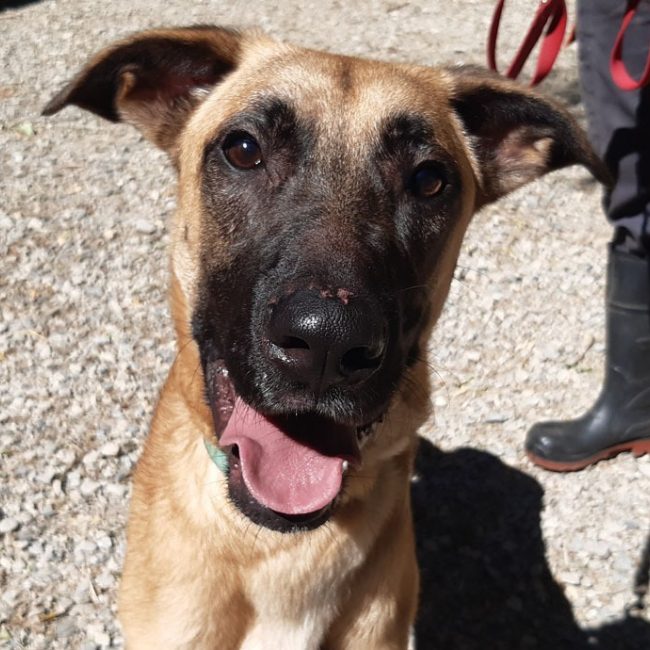 Harry - Chien à adopter