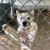 Yuki