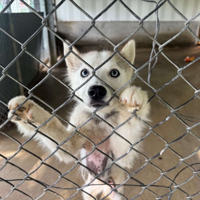 Yuki - Chien Husky Sibérien à adopter