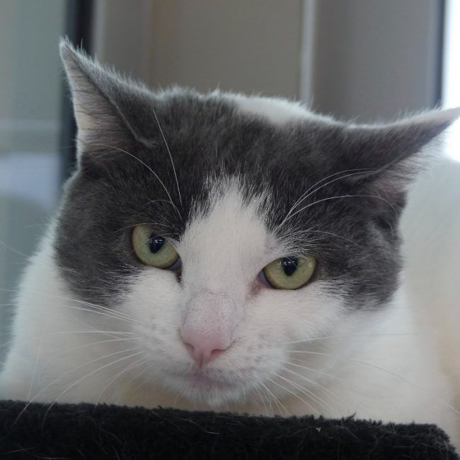 Motunui - Chat Européen à adopter