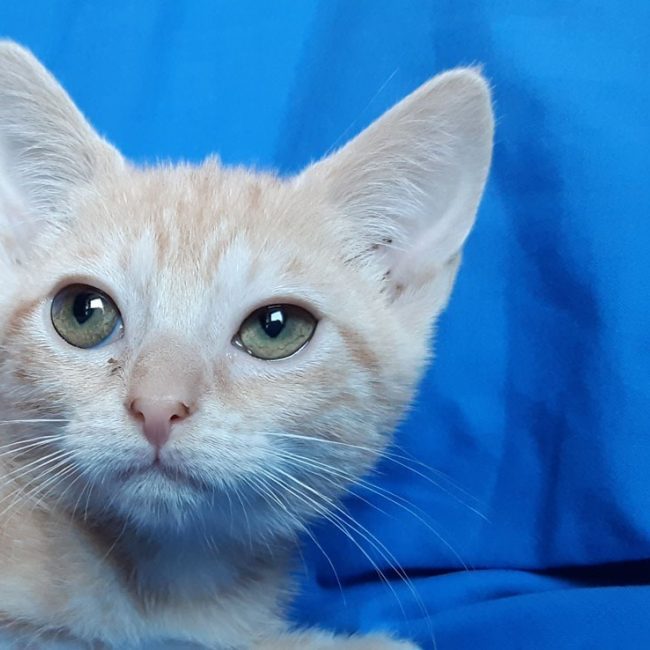 Canada - Chat Européen à adopter