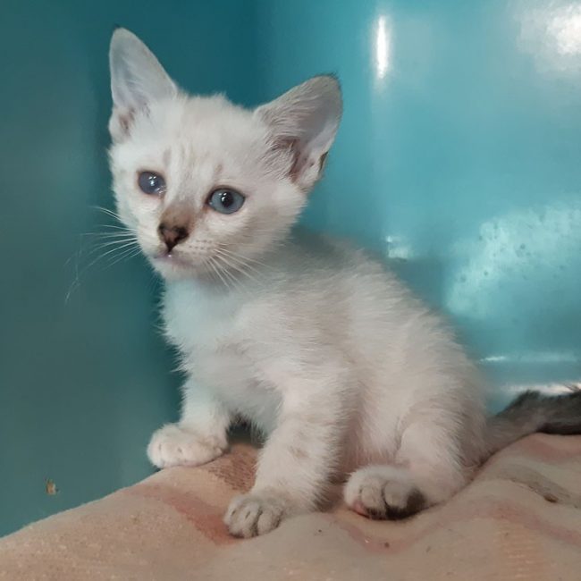 Colibri - Chat Européen à adopter