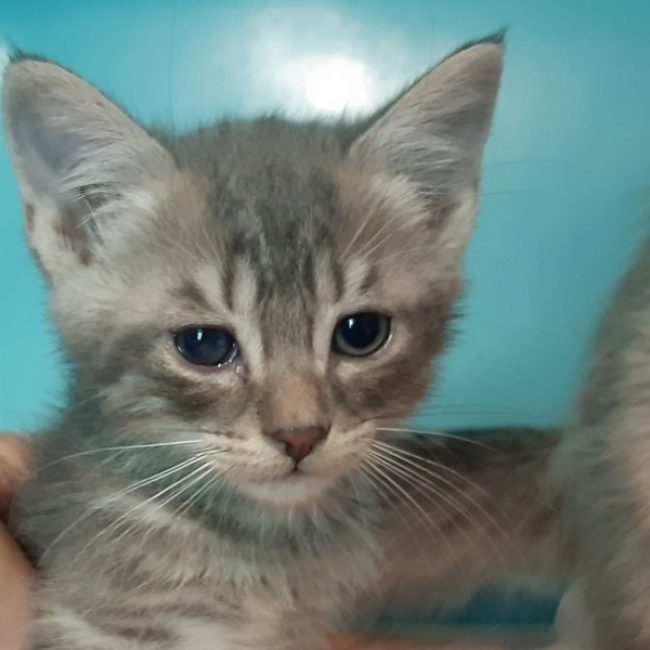 Coaticook - Chat Européen à adopter