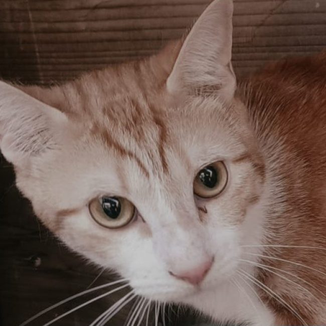 Mathilde - Chat à adopter