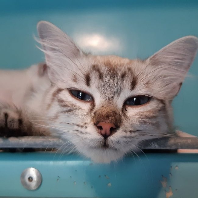Chicoutimi - Chat Européen à adopter