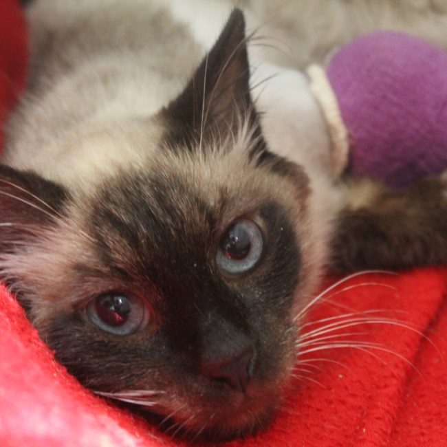 Boxy - Chat Européen à adopter
