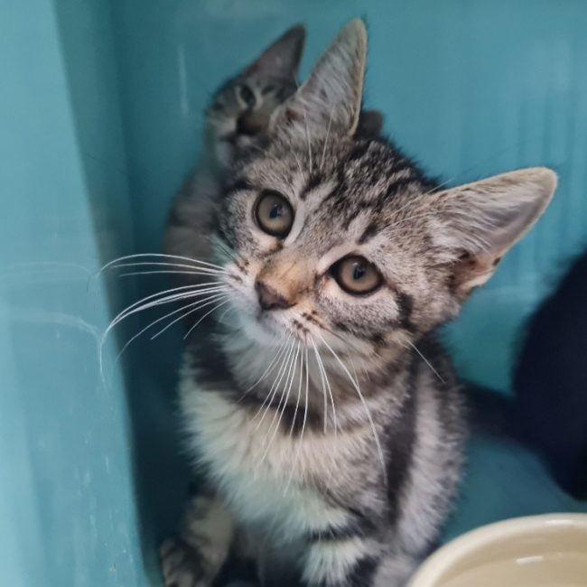 Safari - Chat Européen à adopter
