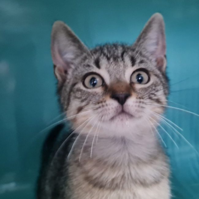 Brume - Chat Européen à adopter