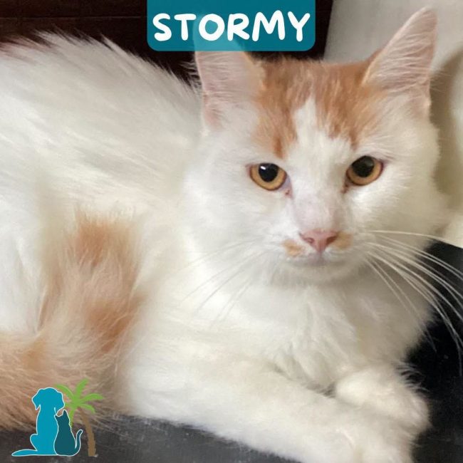 STORMY - Chat Européen à adopter