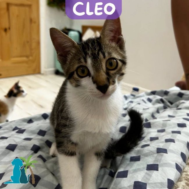 CLEO - Chat Européen à adopter