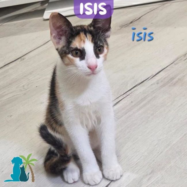 ISIS - Chat Européen à adopter