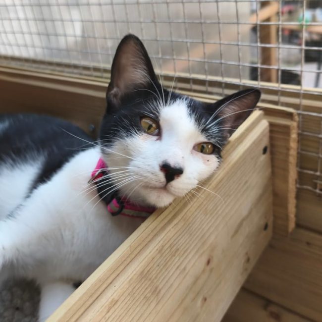 Rose - Chat à adopter