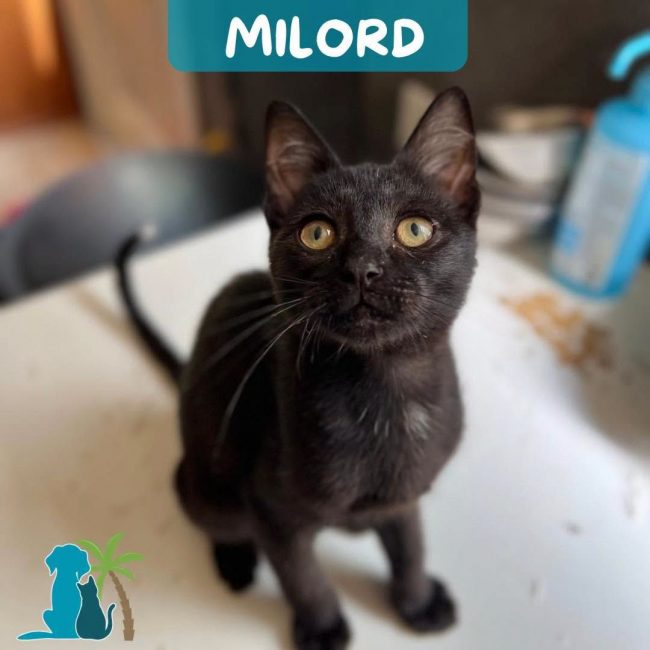 MILORD - Chat Européen à adopter