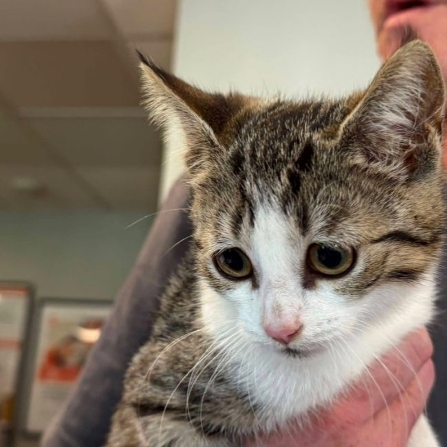 Chicha - Chat Européen à adopter