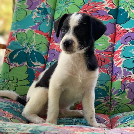 Luke - Chien à adopter