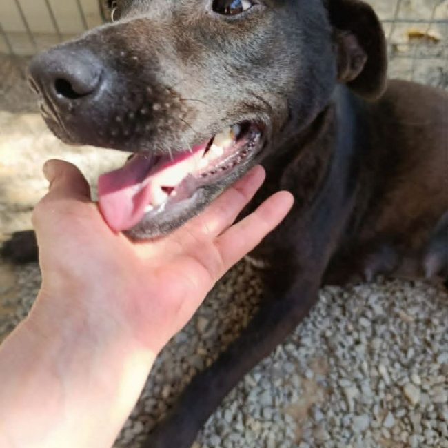 ATHY - Chien Labrador-Retriever à adopter