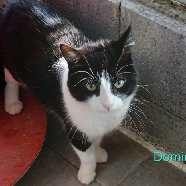 Domino - Chat Européen à adopter