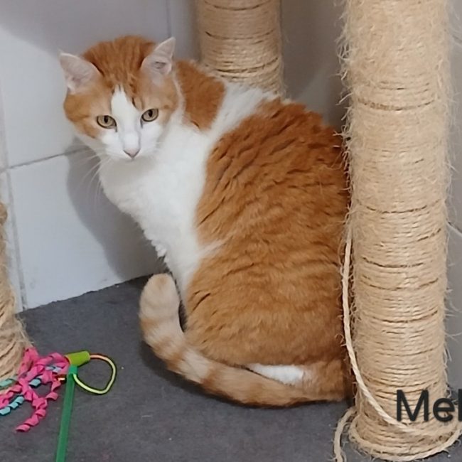 Melon - Chat Européen à adopter