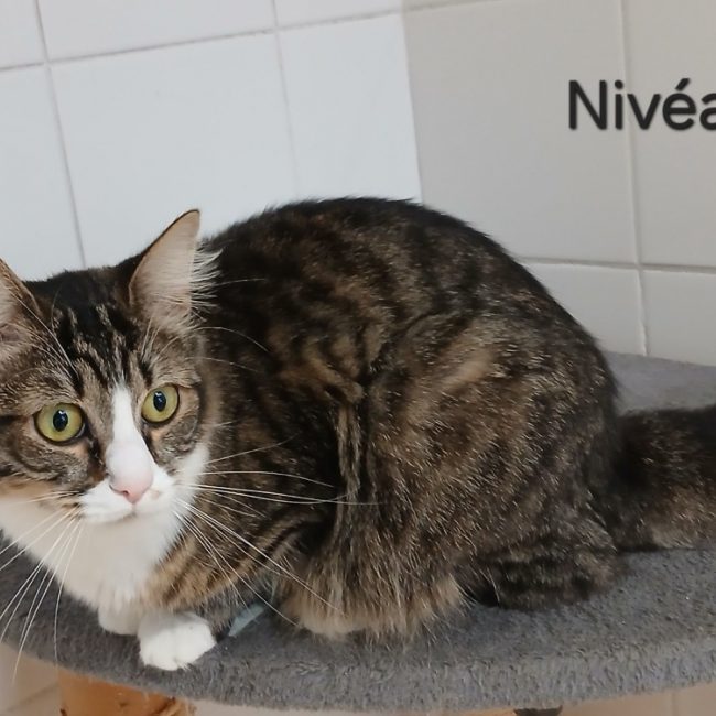 Nivea
