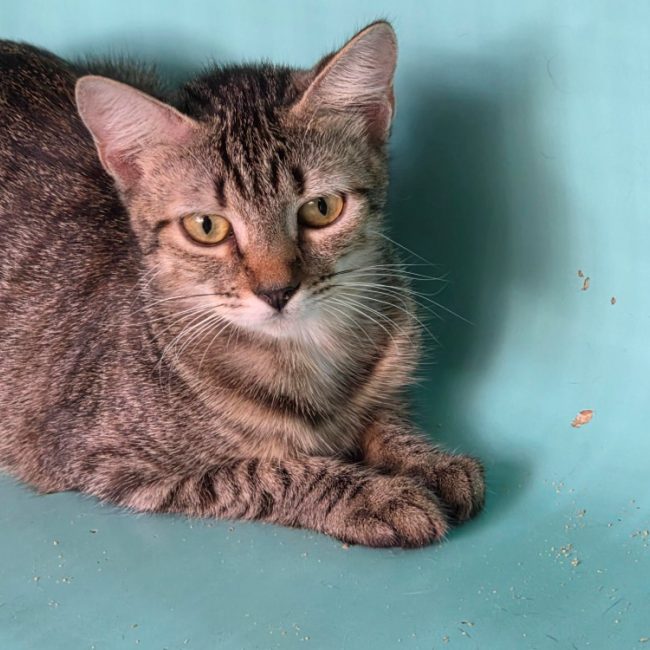 Sophia - Chat Européen à adopter