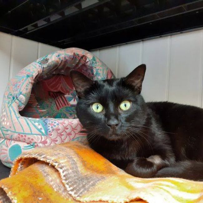 Nox - Chat Européen à adopter