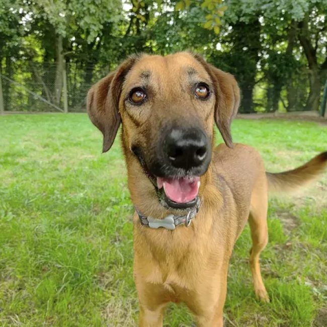 Simba - Chien à adopter