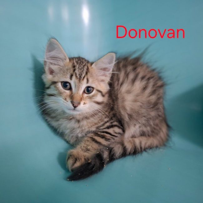 Donovan