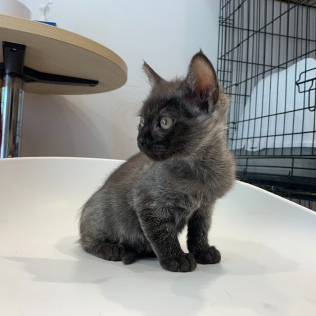 Velours - Chat Européen à adopter