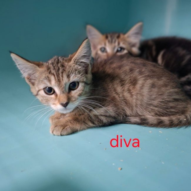 Diva